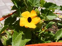 Thunbergia alata